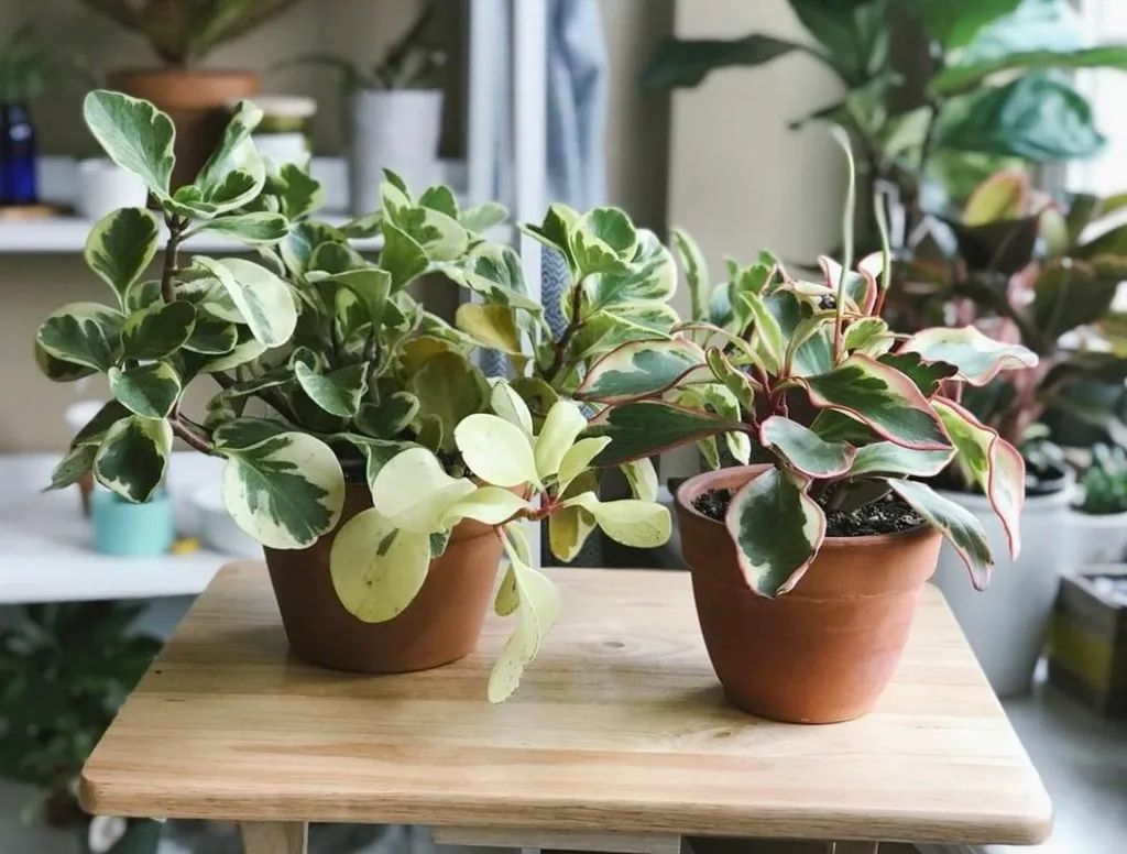 碧玉怎么养开花,碧玉盆栽的花怎么养好活