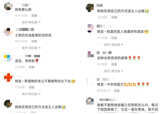 湖南一女子出嫁狗狗送亲,新娘出嫁中华田园犬送亲