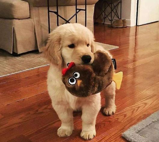 金毛适合玩什么玩具,可以给幼犬金毛买什么玩具