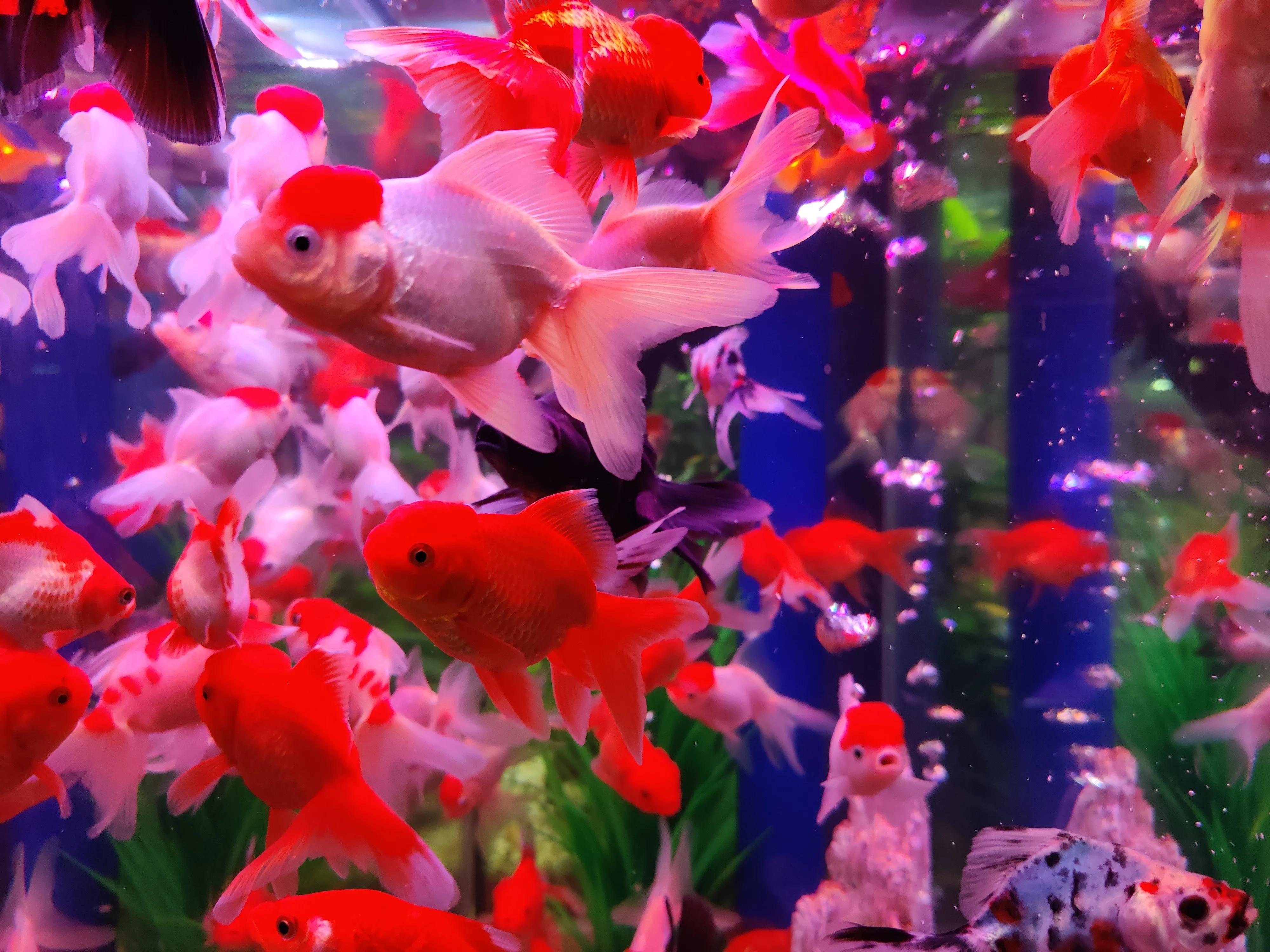 底滤鱼缸里的小鱼不见了怎么回事,底滤大鱼缸换水的正确方法