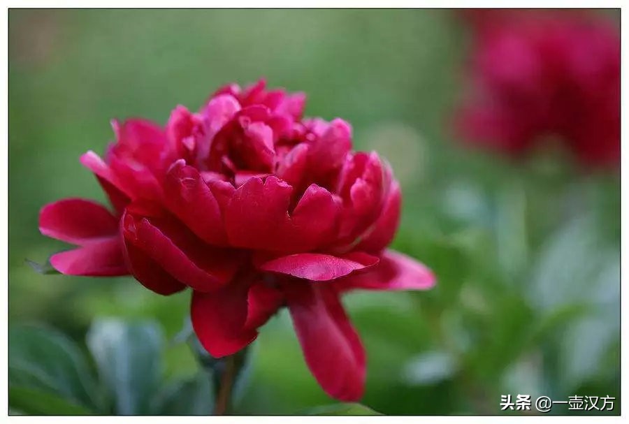 五月花神芍药来源,芍药花被称为花仙或五月花神