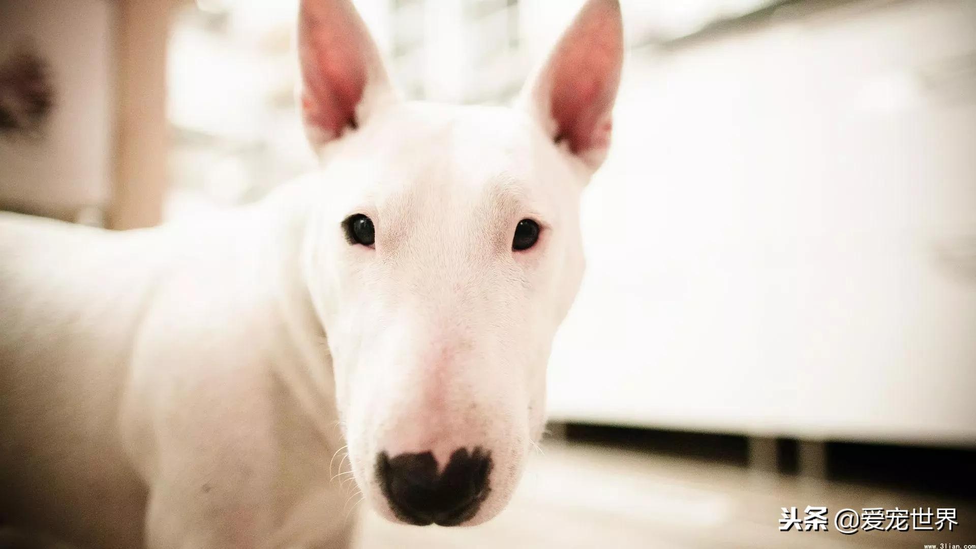 牛头梗自家养出售,牛头梗好养活吗视频