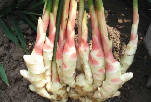 养花腻了试试“生姜”，想吃掰一块，今年生姜钱省了