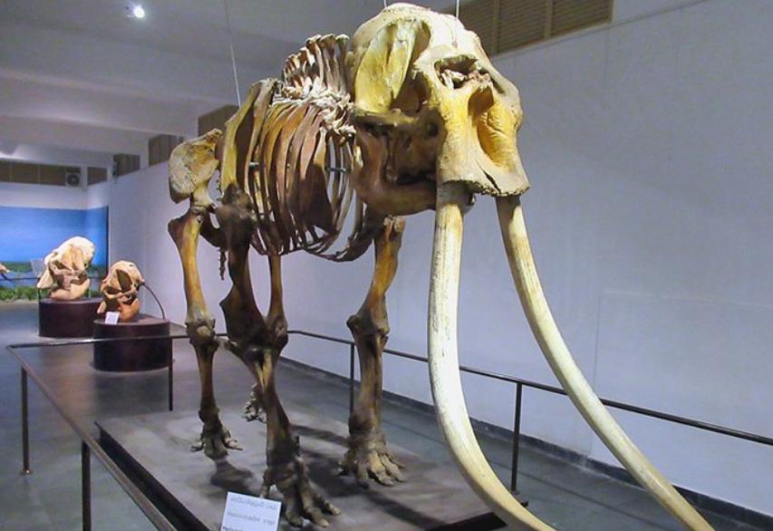 最新的斯里兰卡旅游攻略,去斯里兰卡旅游景点有哪些