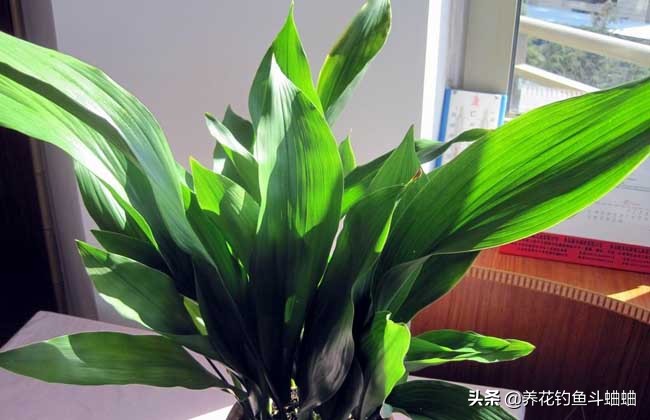 一叶兰不长叶子变黑怎么办,一叶兰不长原因