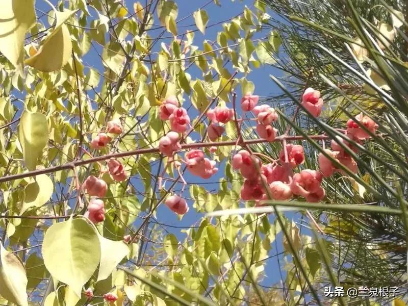 立冬自然风景,立冬雪景山水风景视频