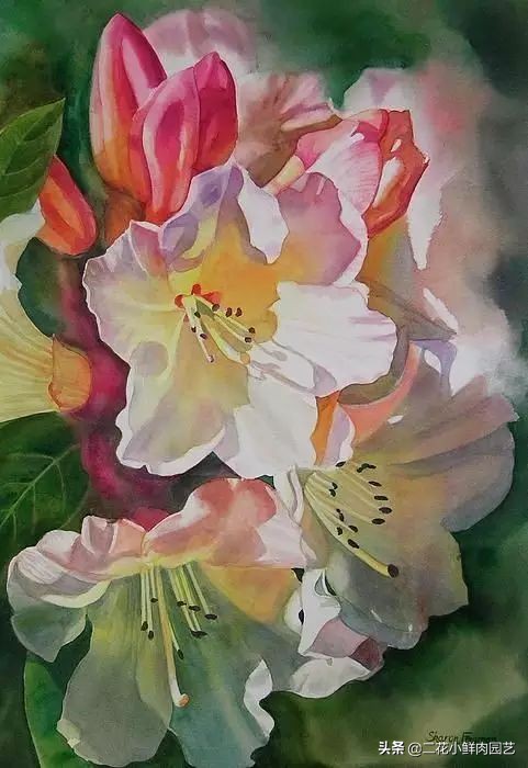 100种花卉绘画,100多张花卉线描手稿素材赶快收藏