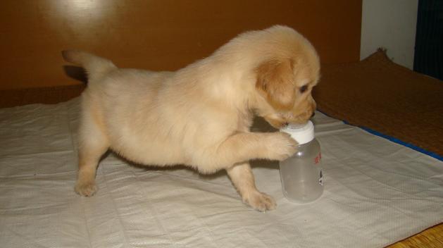 金毛怀孕攻略,金毛怀孕一个月需要注意什么