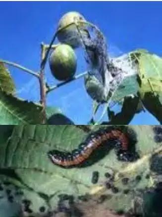 春天怎么预防核桃树内害虫,核桃树食心虫防治方法