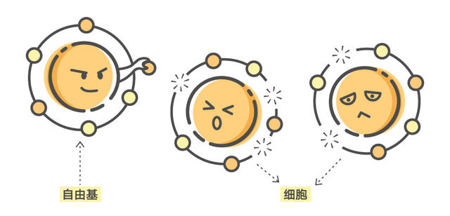 抗氧化性三大维生素,抗氧化的正确方法和注意事项