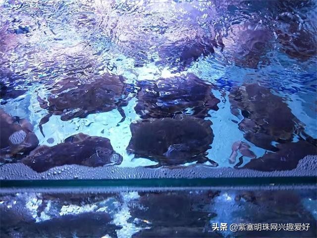 换一个角度享受生活乐趣,日照吴家台渔家乐推荐