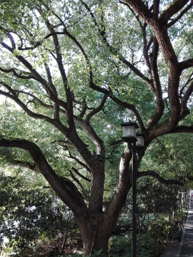 第二批西湖风景名胜区,杭州西湖的风景美如画