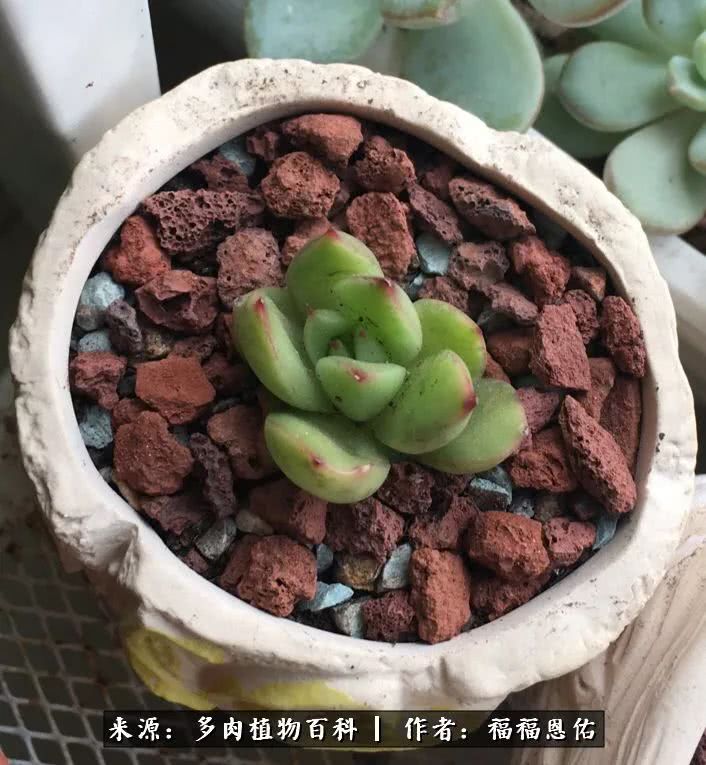 买买买，千里迢迢来相见，新的多肉成员来啦！