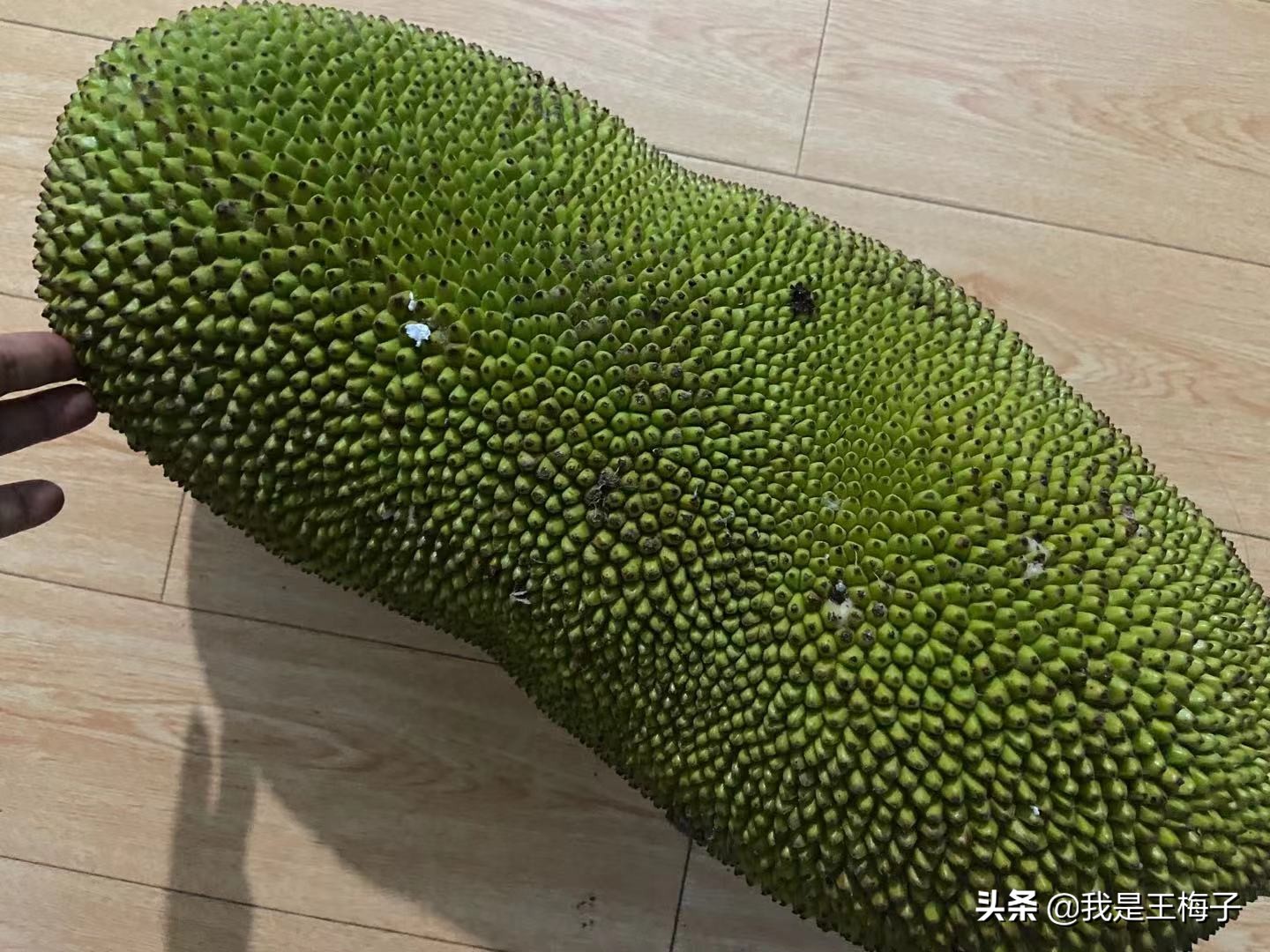 北方人为啥喜欢吃菠萝蜜,北方人没见过海南菠萝蜜