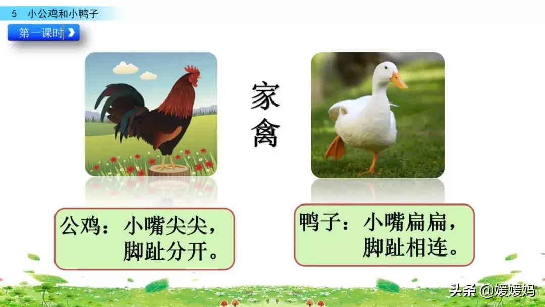 一年级小公鸡和小鸭子仿写句子,一年级小公鸡和小鸭子的看图写话