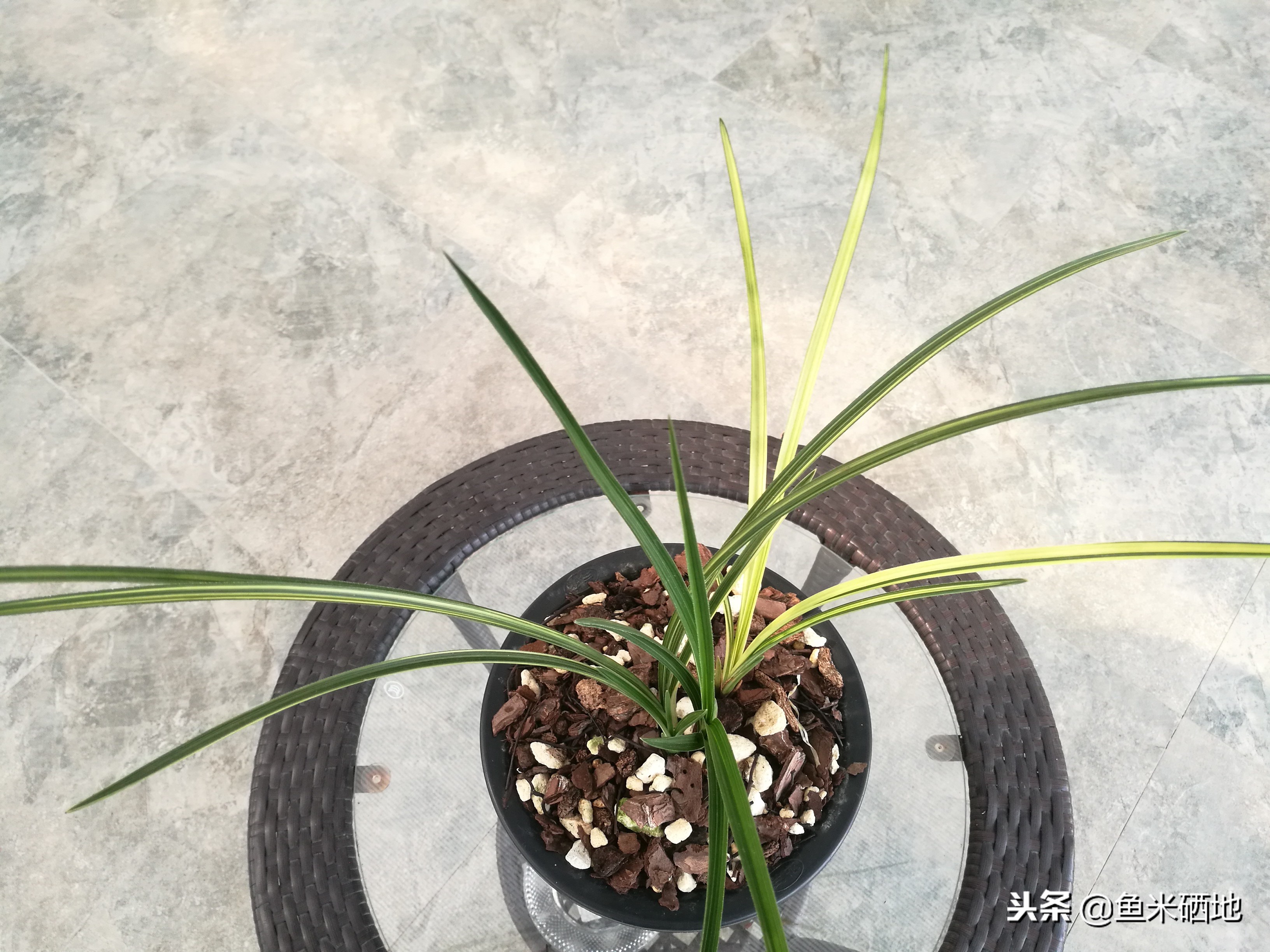 特别贵的兰花品种,价格贵的兰花