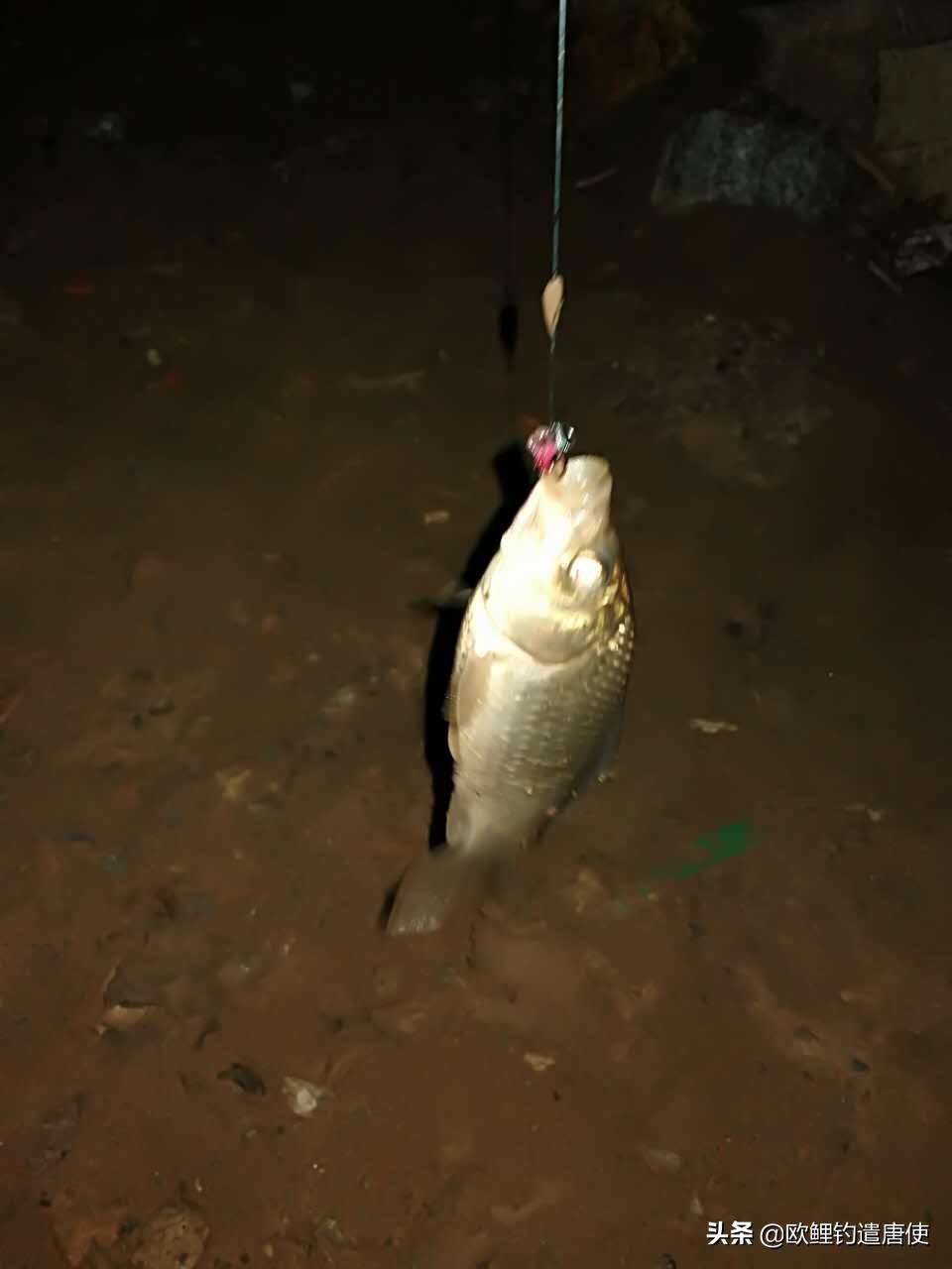 为什么鲤鱼比鲫鱼难钓,为什么鲫鱼这么难咬钩