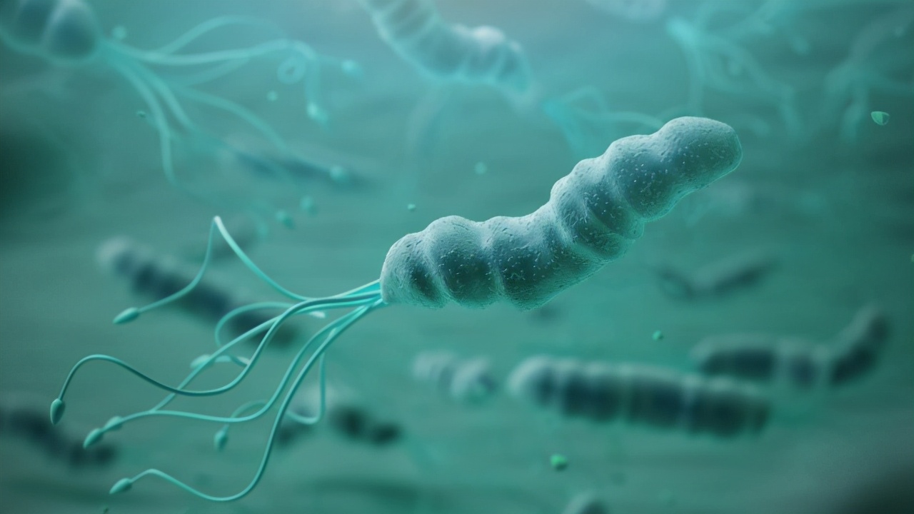 幽门螺杆菌和胃癌的关系,幽门螺杆菌与胃癌的区别