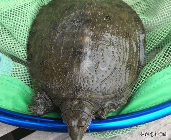 钓鱼最难忘的是什么,钓鱼遇到什么有趣的事