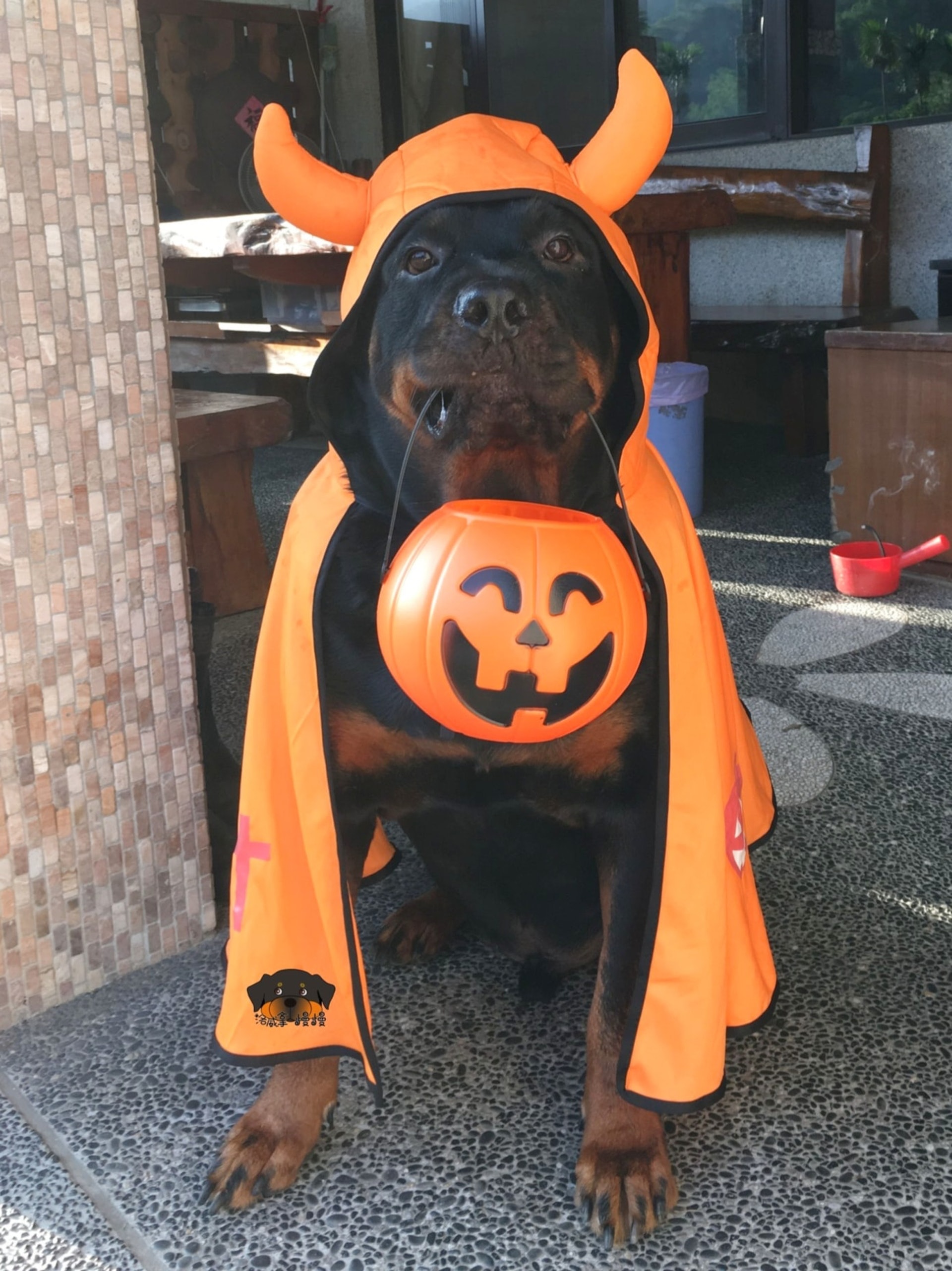 罗威纳成为奶奶的拐杖,120斤罗威纳犬视频