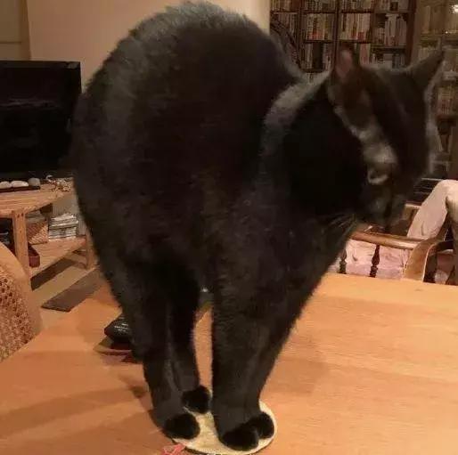 如何封印一只猫,怎么一招封印猫