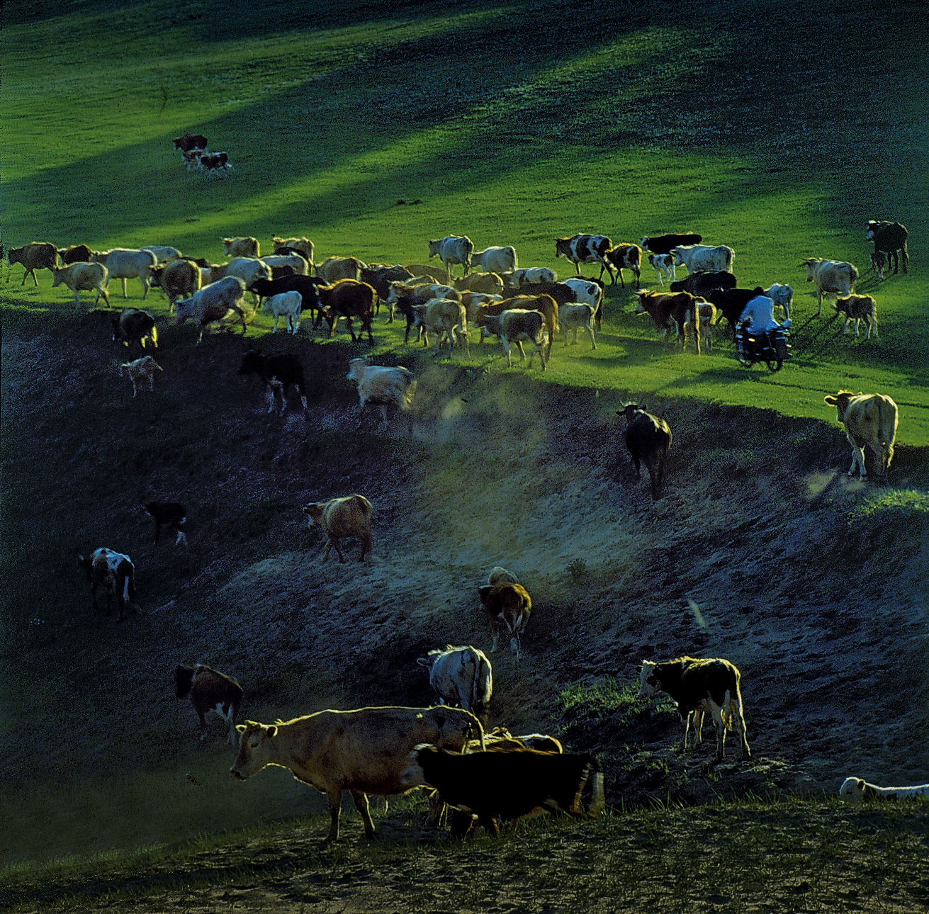 大美坝上草原全景,大美坝上风光系列之一