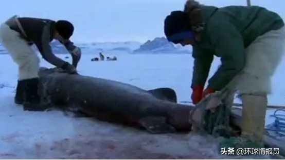 格陵兰岛为什么不属于丹麦的领土,格陵兰岛为什么不算丹麦国土面积