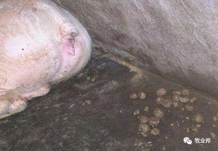 【猪事如意】帮姆健-------养殖场发动机、摇钱树的守护神