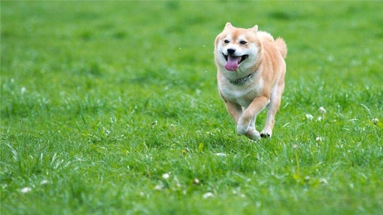 狗狗发际线后移咋办？不做对这4点就惨了