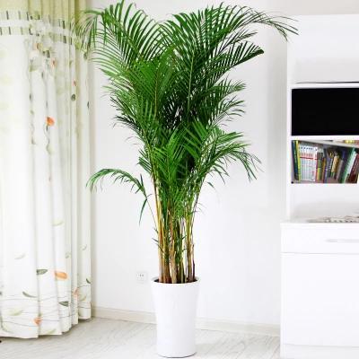 室内好养又好看大气的要买什么花,室内净化空气的花最好养哪几种