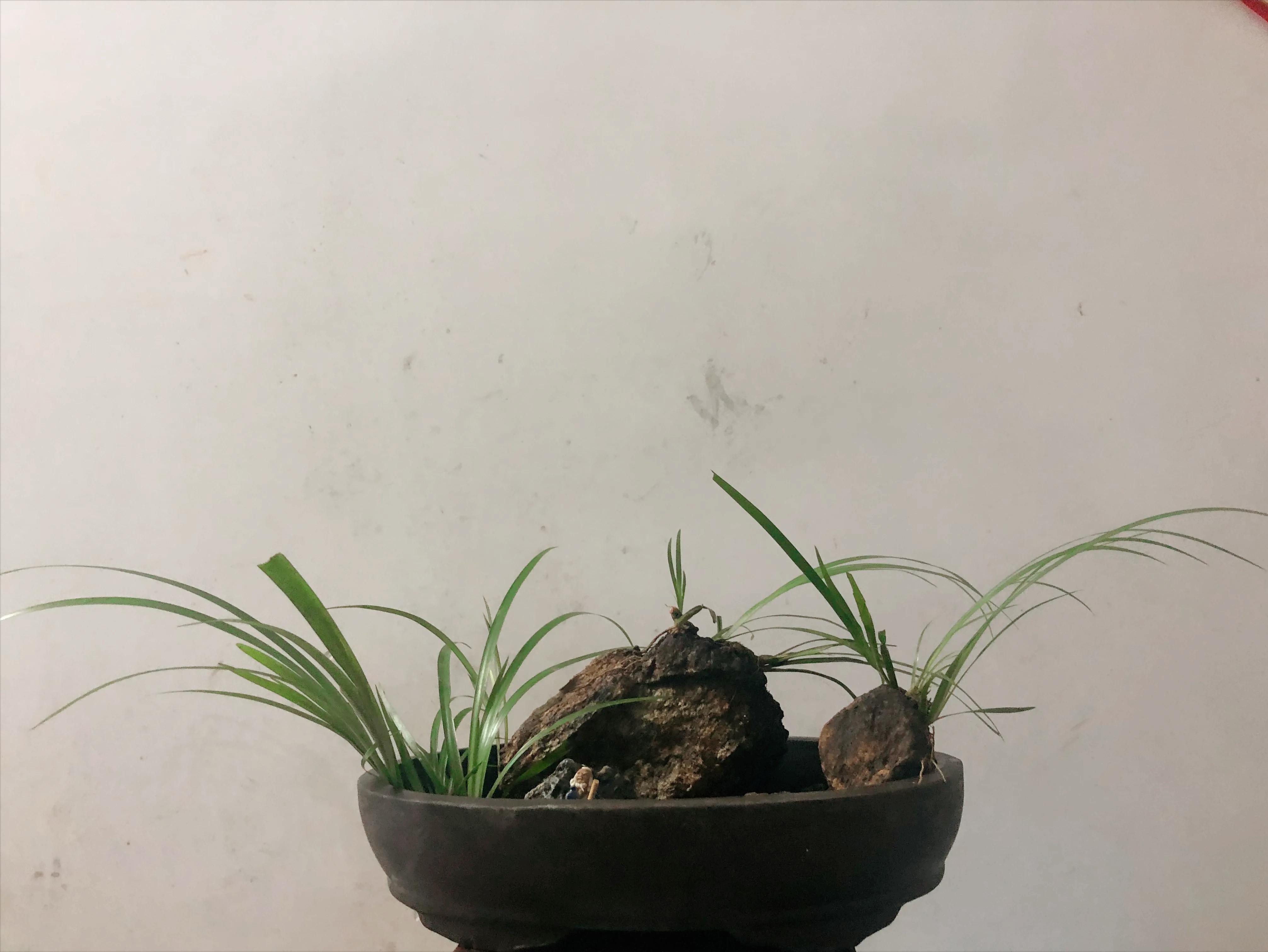 娣卞北鑰佹灄閲庤彍妞嶇墿,鍘诲璁垮北闂寸殑閲庣敓鏈崏妞嶇墿