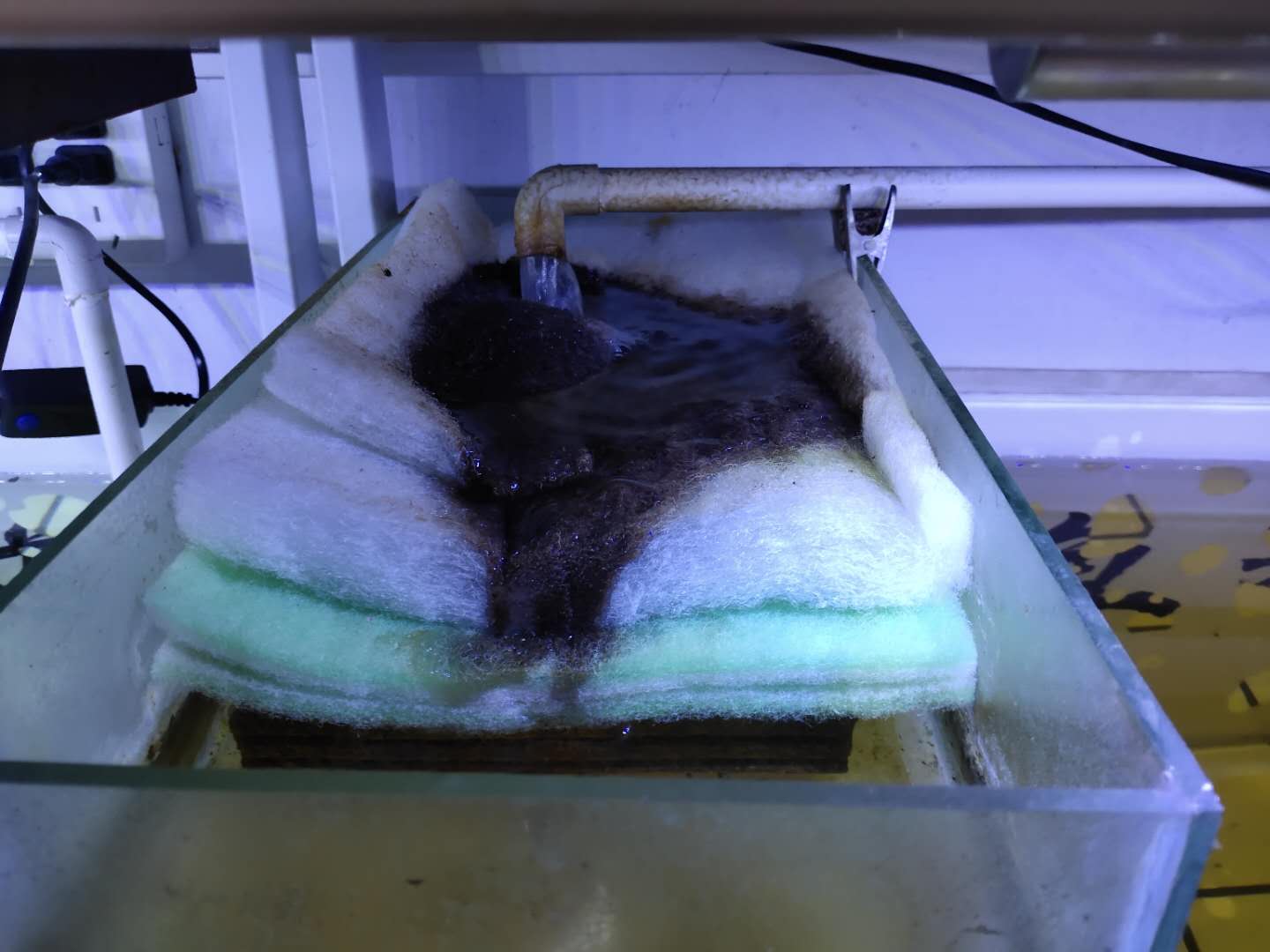 养观赏鱼水需要过滤吗,过滤箱养鱼漏水怎么处理