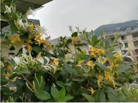 桐城花事：幽香的金银花