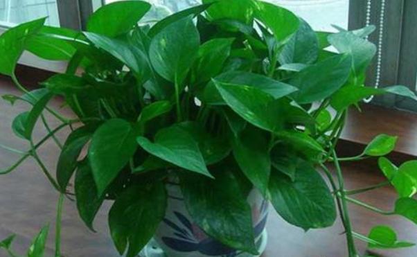 家里绿萝叶子发黄怎么办,绿萝开始有黄叶了怎么处理