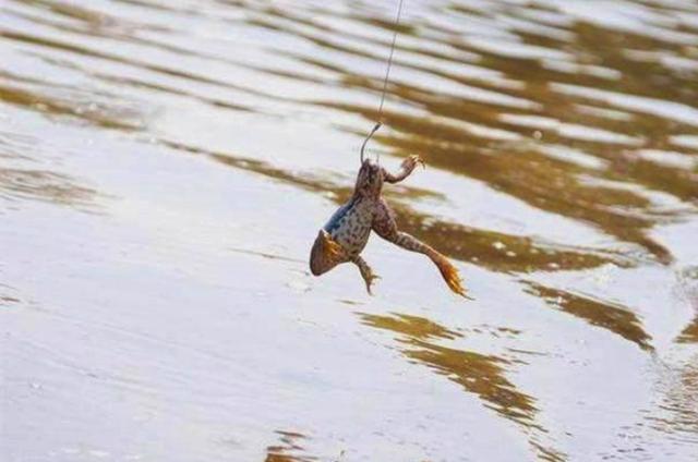 黑鱼钓起来怎么样不会死,黑鱼钓起来手感如何