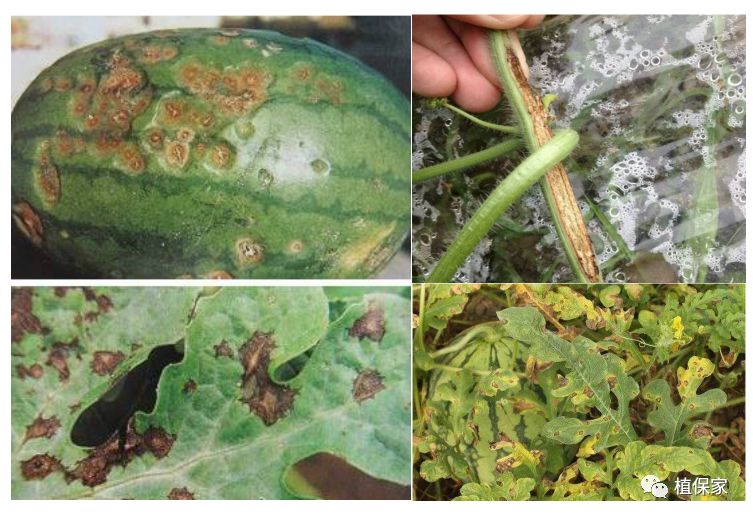 炭疽病怎么来的,炭疽病症状如何预防