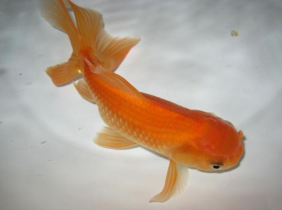 新手养金鱼哪种金鱼最好养,金鱼种类和饲养难度