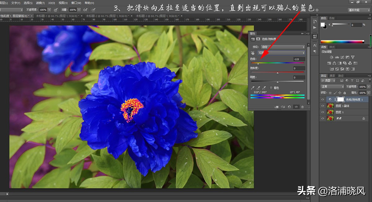 牡丹的名贵品种黑牡丹和绿牡丹,牡丹的稀有品种绿牡丹和黑牡丹