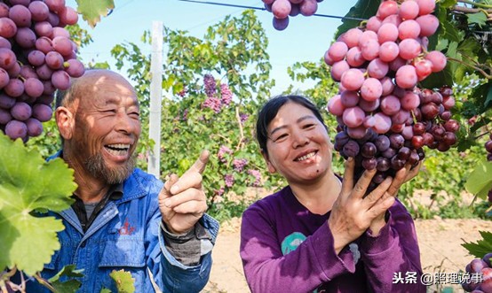国外红酒为何不含二氧化硫,无农药残留红酒是真的吗