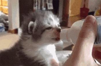 刚生的小奶猫怎样养,刚出生的小幼猫怎么养