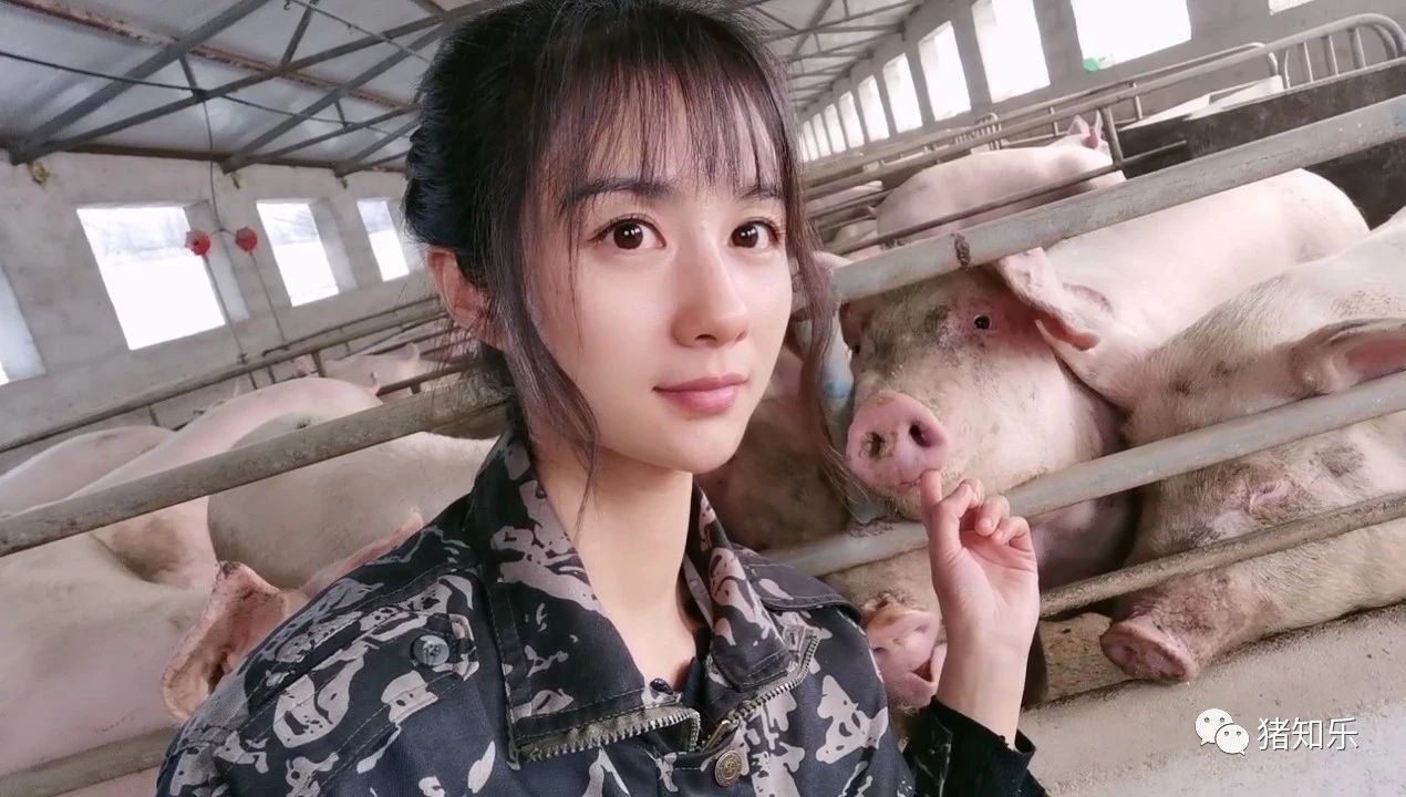 产房猪怎样管理,仔猪寄养流程