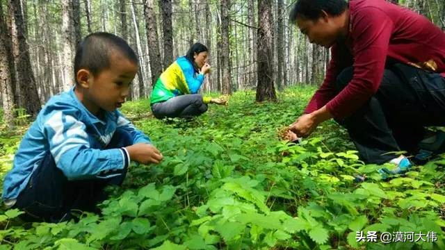 森林草原自驾游,森林亲子旅游攻略图片大全
