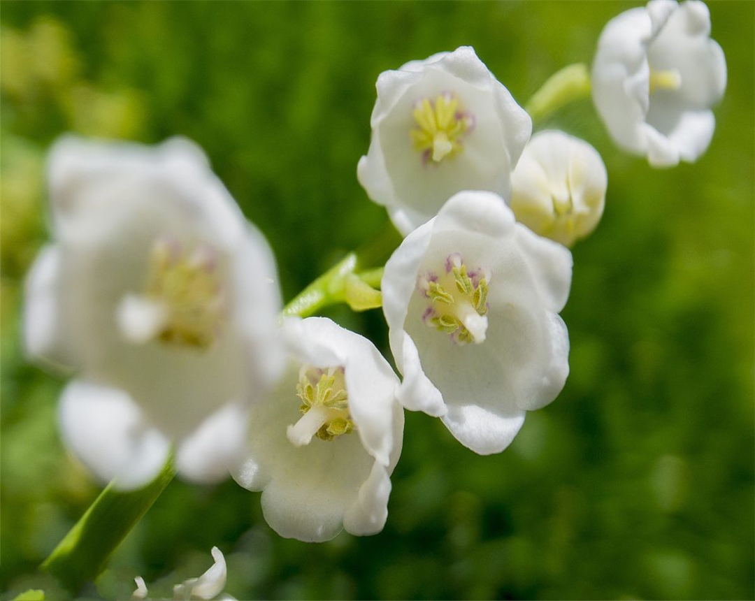 铃兰花的养殖方法视频教程,铃兰花的养殖方法喜肥吗