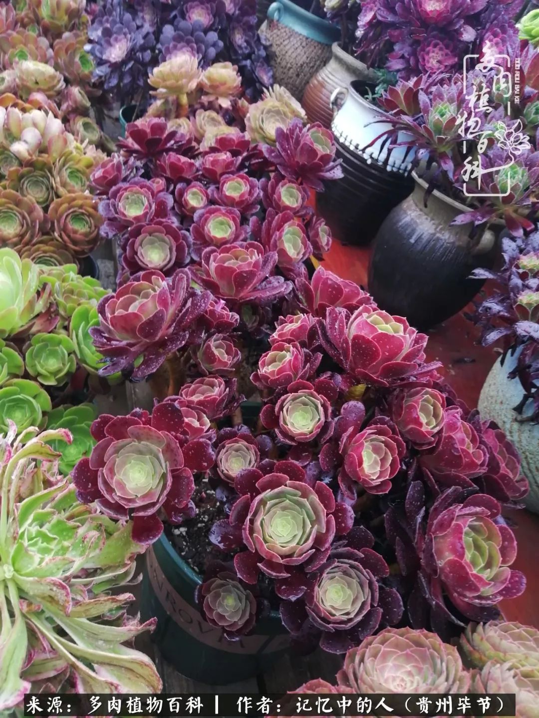 我心中的玫瑰原唱,我心中的玫瑰全部歌曲