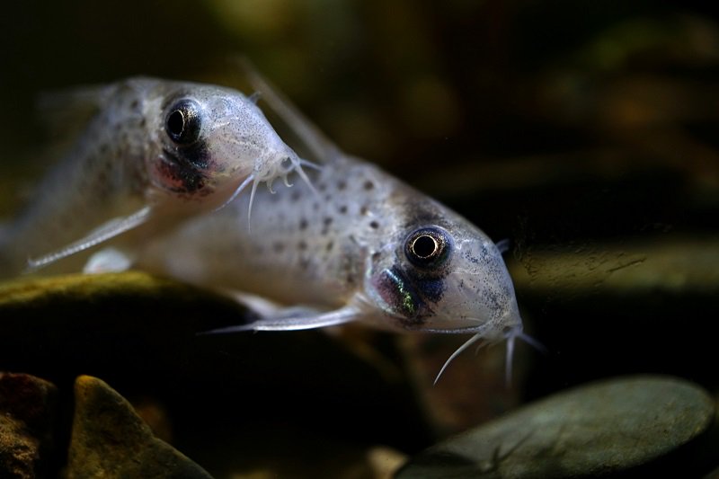 南美水族论坛推荐,南美水草造景论坛