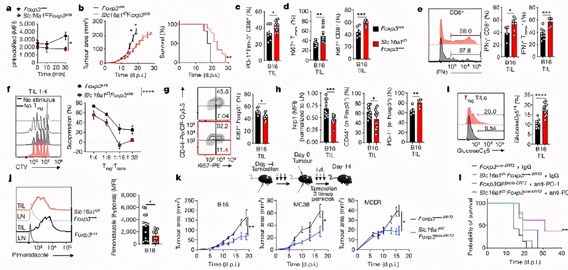 癌细胞竟能策反部分免疫细胞，产生乳酸喂养它们，让其为己所用