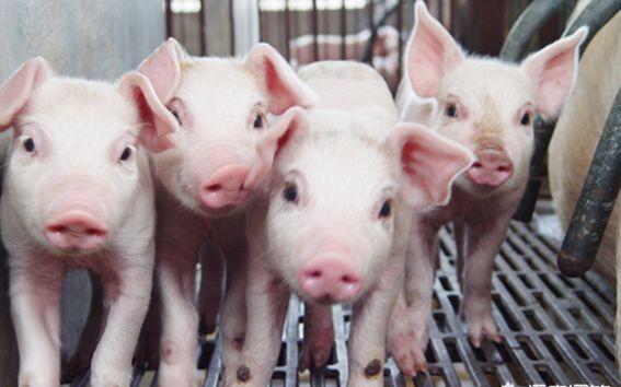 小猪背部有黑斑点是什么病,小猪皮肤起黑斑是什么病