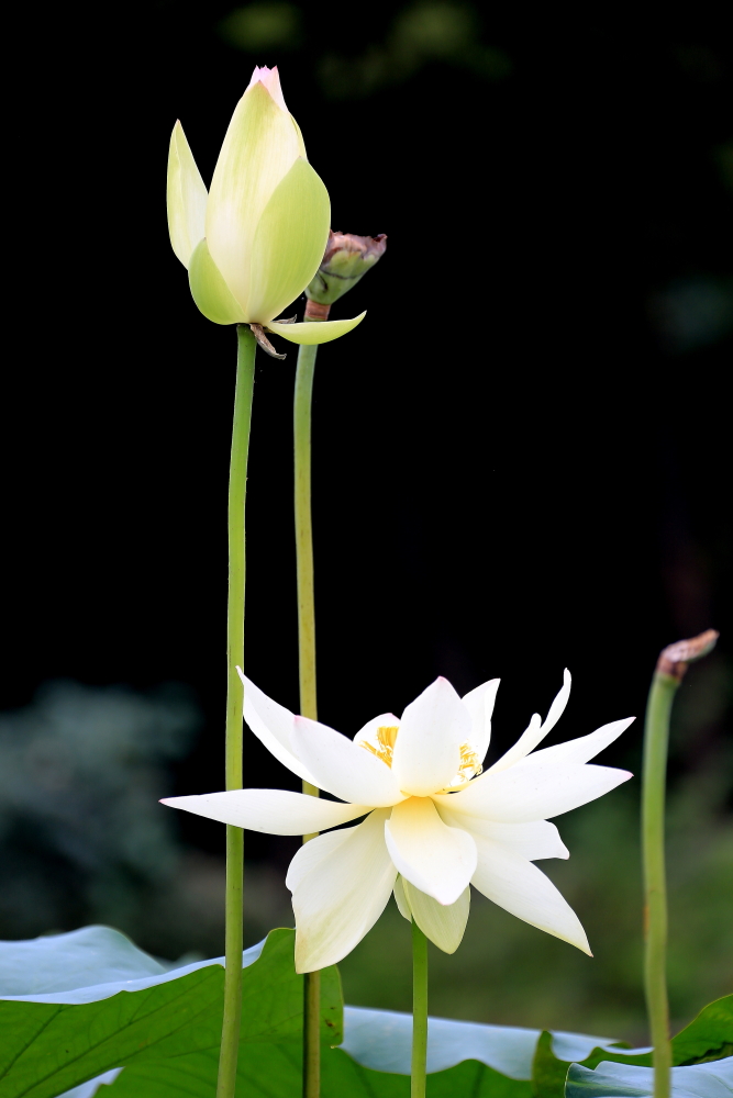 荷花朵朵；青山吹奏-《绿岛小夜曲》「F调」半音阶口琴演奏