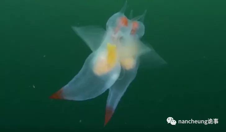 深海迷航第49天神秘生物,深海海底神秘的10种生物