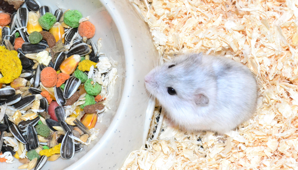 仓鼠喜欢吃什么常见的食物,仓鼠可能会喜欢吃哪些人吃的食物